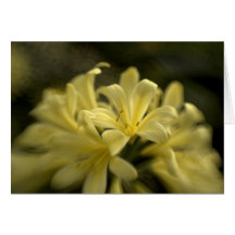 Clivia amarillo tarjetas