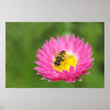 Closup de la mosca de la libración en pequeño aste posters