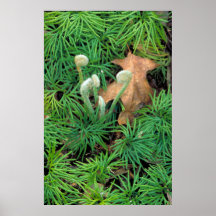 Clubmoss Impresiones