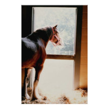 Clydesdale majestuoso fotos