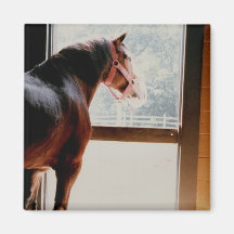 Clydesdale majestuoso imán para frigorífico