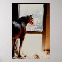 Clydesdale majestuoso poster