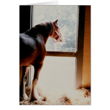Clydesdale majestuoso tarjeton