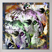 Coalición blanca del arco iris del tigre poster