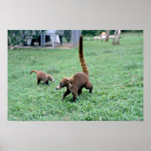Coatis Posters