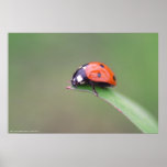 coccinelle posters