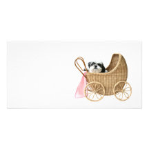 Cochecillo de bebé de Shih Tzu Tarjetas Fotograficas