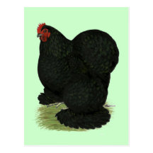 Cochin:  Gallina negra Tarjetas Postales