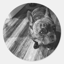 ¡Cochinillo:) #dog#piglet#love#perra#cutie! Etiqueta