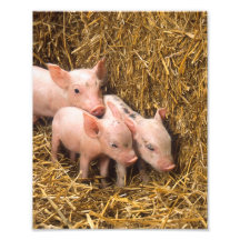 Cochinillos Impresión Fotográfica