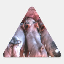 Cochinillos que amamantan colcomanias de triangulo personalizadas
