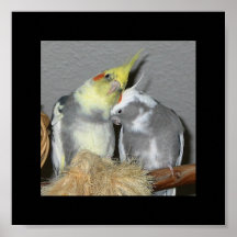 Cockatiels Poster