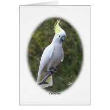 Cockatoo 9Y319D-073 Tarjeton