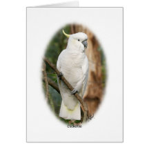 Cockatoo 9Y336D-007 Tarjetas