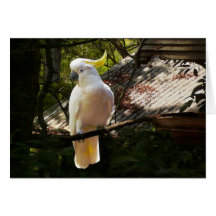 Cockatoo australiano tarjetón