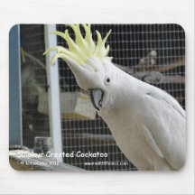 Cockatoo con cresta del azufre tapete de ratón