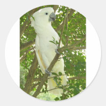Cockatoo de Sydney Etiqueta