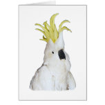 Cockatoo Felicitacion