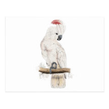 Cockatoo Salmón-Con cresta de Edward Lear Tarjeta Postal