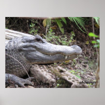 Cocodrilo de la Florida Posters