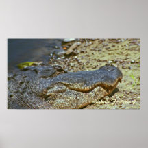 Cocodrilo de la Florida Poster