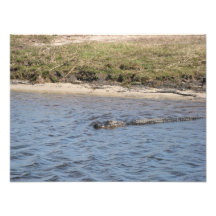 Cocodrilo en la foto del agua