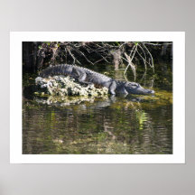 Cocodrilo, marismas, la Florida Poster