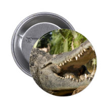 cocodrilo pin