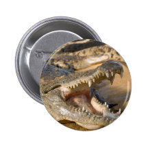 cocodrilo pins