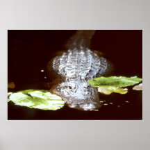 Cocodrilo Poster