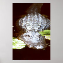 Cocodrilo Poster