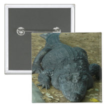 Cocodrilo siamés 2 pin
