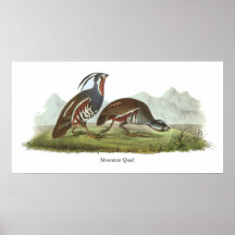 Codornices de montaña, Juan Audubon Posters