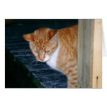 Cody la tarjeta del gato