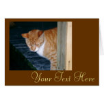 Cody la tarjeta del gato