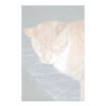 Cody los efectos de escritorio del gato papeleria de diseño