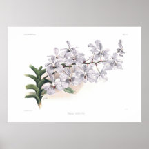Coerulea de Vanda Posters