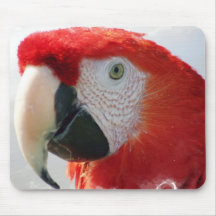 Cojín de ratón del Macaw del escarlata Tapetes De Raton