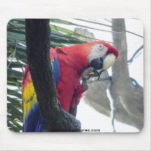 Cojín de ratón del pájaro tapete de ratón