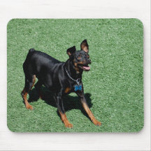 Cojín de ratón del Pinscher miniatura Alfombrillas De Raton