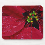 Cojín de ratón del Poinsettia del navidad Alfombrillas De Ratón