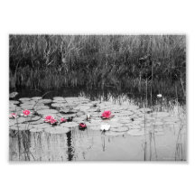 Cojines de lirio impresion fotografica