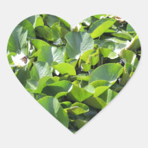 Cojines de lirio pegatinas corazon