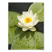 Cojines de lirio y flor de Lotus blanco Impresiones Fotográficas