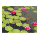 Cojines de lirio y postal del zen de Lotus