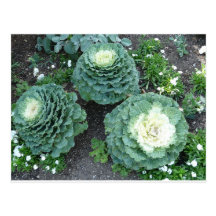 col rizada ornamental tarjeta postal