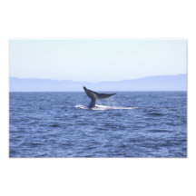 Cola de la ballena azul fotografia