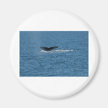 cola de la ballena imanes para frigoríficos