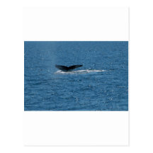 cola de la ballena postal
