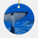 Cola de un ornamento de la ballena ornato
